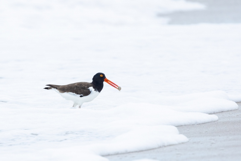 American-Oystercatcher-3200-with-sand-crab-in-surf-Sanjeev-Nagrath-photo-_M2A6200