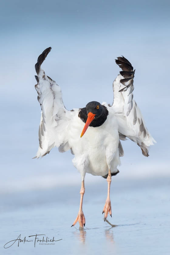American-Oystercatcher-SIG-jumping-ANKE-_A1B2787-Nickerson-Beach-NY