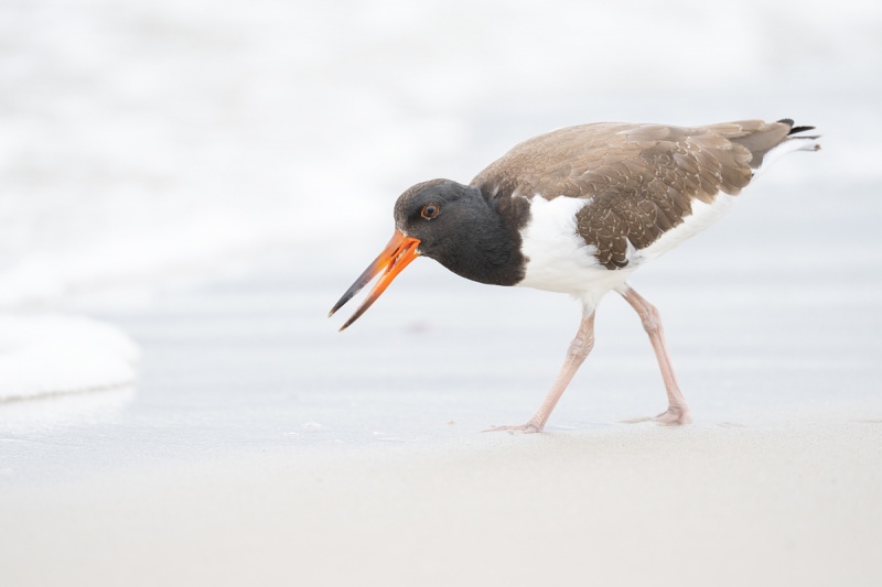 American-Oystercatcher-juveniel-feeding-_A1B6467-Nickerson-Beach-Lido-Beach-NY