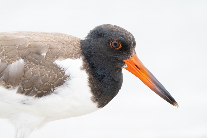 American-Oystercatcher-juvenile-_A1B6616-Nickerson-Beach-Lido-Beach-NY