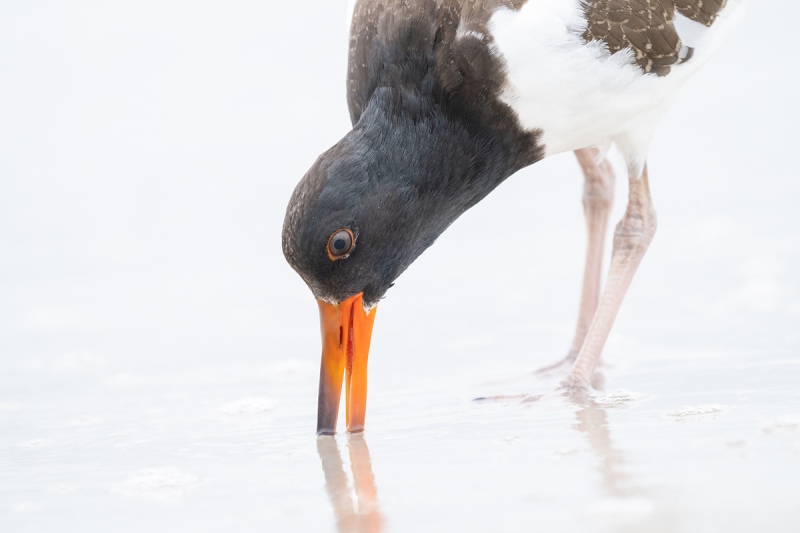 American-Oystercatcher-juvenile-probing-for-invertabrates-_A1B6653-Nickerson-Beach-Lido-Beach-NY