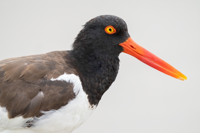 American-Oystercatcher-worn-adult-_A1B6513-Nickerson-Beach-Lido-Beach-NY