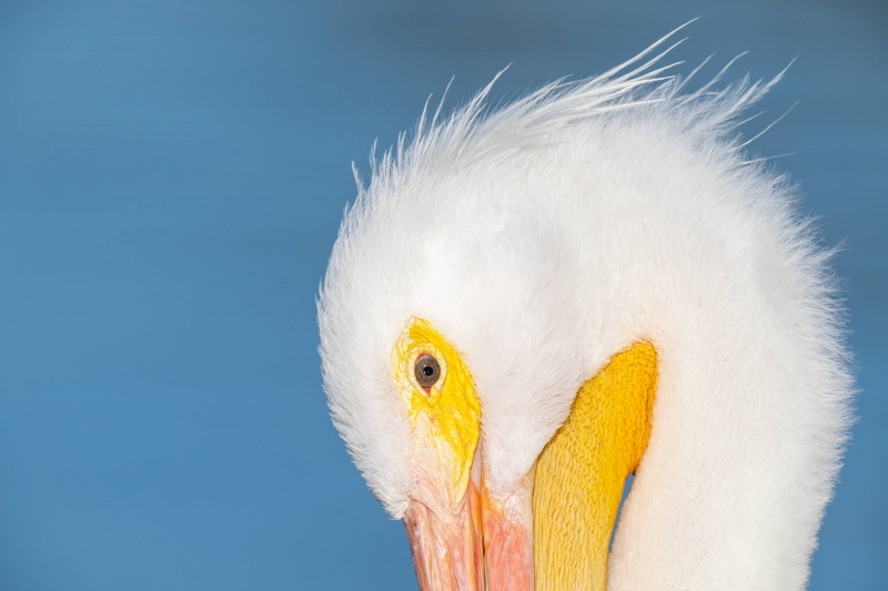 American-White-Pelican-3200-face-_A1G5210-Lakeland-FL
