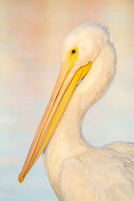 American-White-Pelican-3200-head-and-shoulders-portrait-_A1B2868-Lakeland-FL