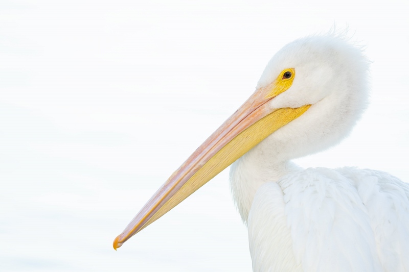 American-White-Pelican-3200-head-and-shoulders-portrait-soft-light-_A1B2780-Lakeland-FL
