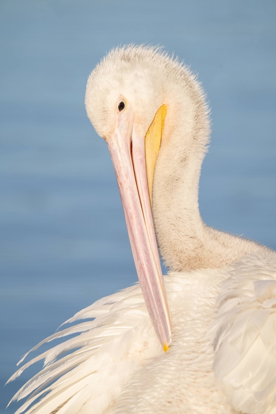 American-White-Pelican-3200-immature-preening-_A1B3417-Lakeland-FL