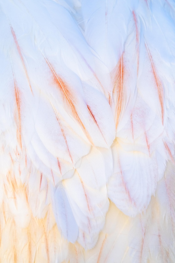 American-White-Pelican-3200-juvenile-back-feather-detail-_A1B3554-Lakeland-FL