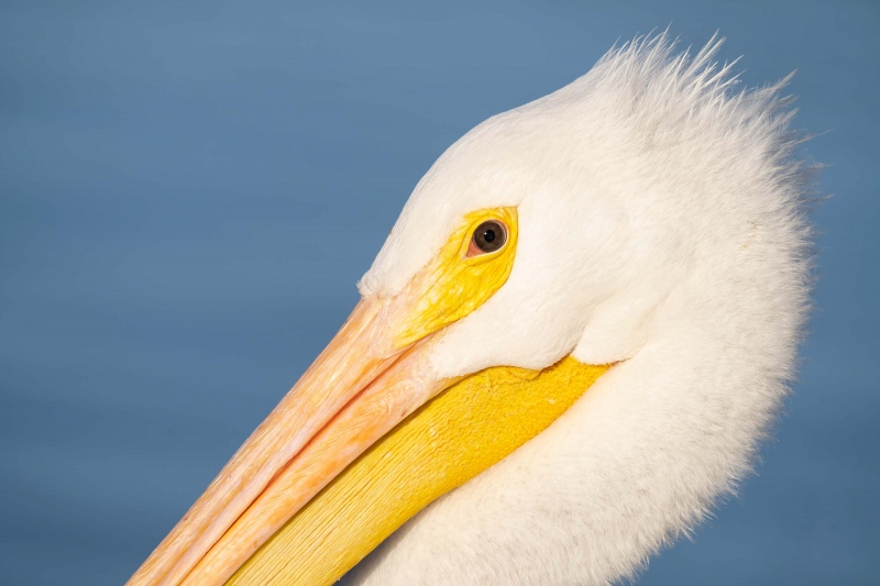 American-White-Pelican-3200-tight-face-_A1B3520-Lakeland-FL