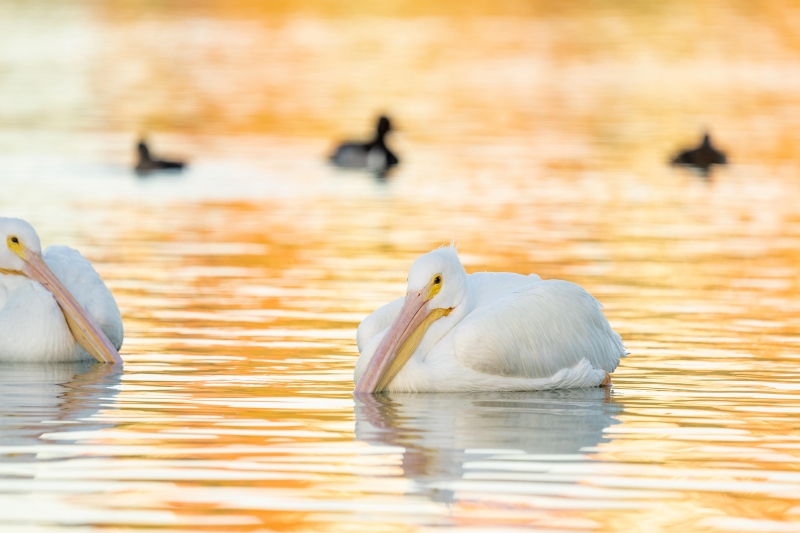 American-White-Pelicans-3200-and-ducks-_A1B2677-Lakeland-FL