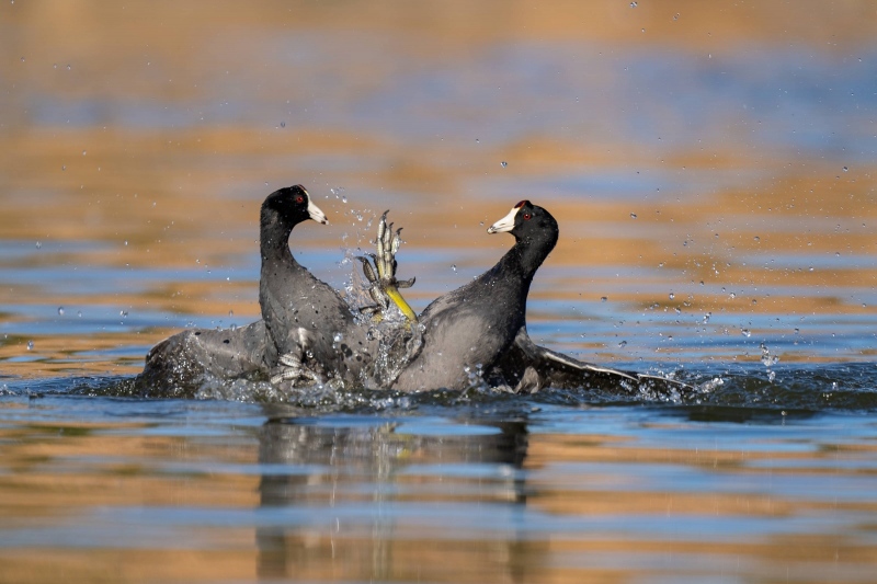 American-coot-3200-battle-_A1G3144-Santee-Lakes-Preserve-CA