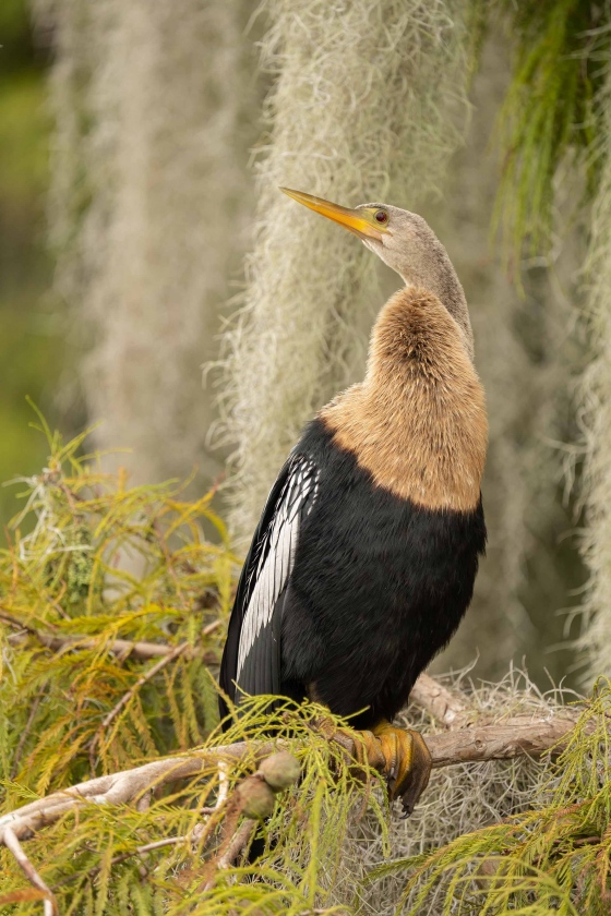 Anhinga-3200-female-on-Bald-Palm-Cypress-tree-_A1B9780-Lakeland-FL