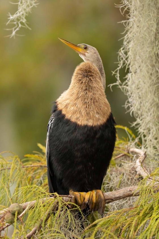 Anhinga-female-on-Bald-Pond-Cypress-_A1B9655-Lakeland-FL