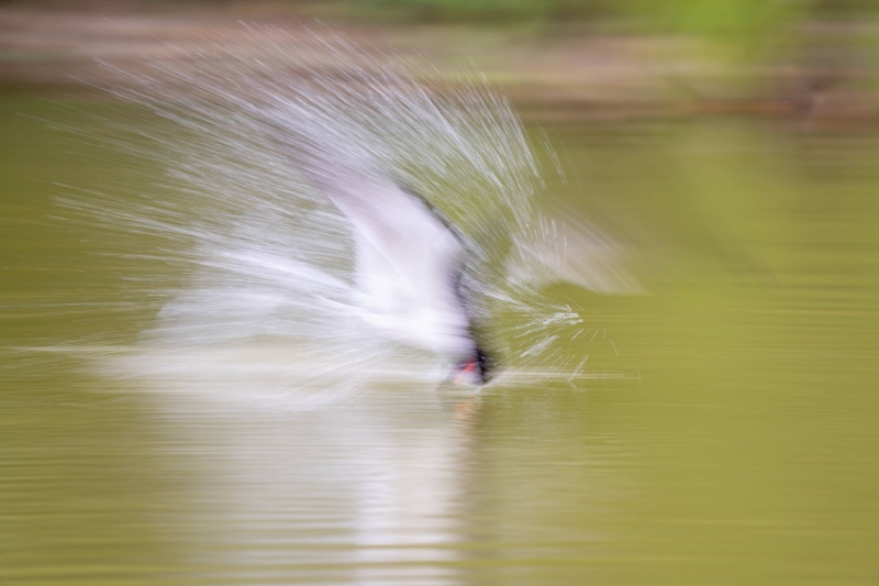 BLOG-3200-Black-Skimmer-dipping-blur-_A1B2785-Nickerson-Beach-Lido-Beach-NY