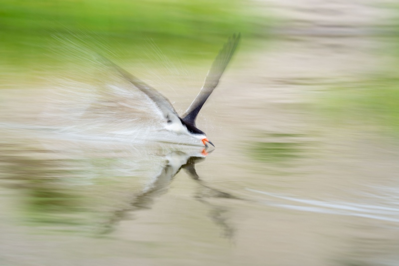 BLOG-3200-Black-Skimmer-skimming-blur-_A1B4214-Nickerson-Beach-Lido-Beach-NY