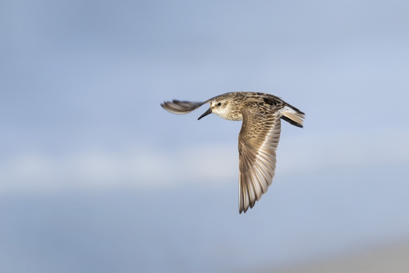 BLOG-3200-Semipalmated-Sandpiper-molting-adult-in-flight-_A1B7214-Nickerson-Beach-Lido-Beach-NY