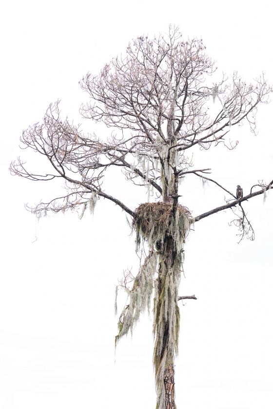 Bald-Eagle-1600-eaglet-near-nest-_A1G0073-Indian-Lake-Estates-FL