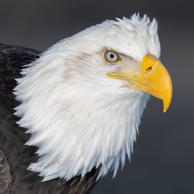 Bald-Eagle-2400-SQUARE-adult-head-portrait-_7R49337-Kachemak-Bay-AK