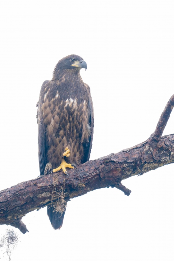 Bald-Eagle-3200-A-non-flying-eaglet-perched-near-nest-_A1G9971-Indian-Lake-Estates-FL