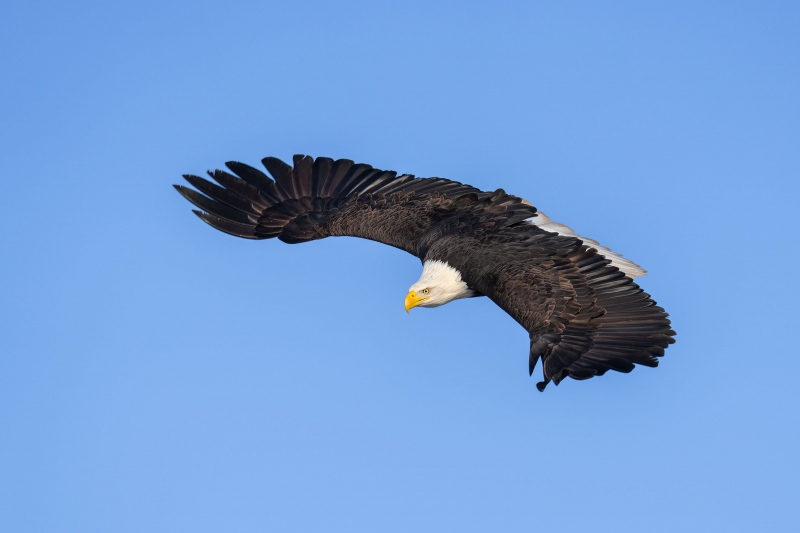 Bald-Eagle-3200-adult-dorsal-view-in-flight-_A1G1677-Katchemak-Bay-AK