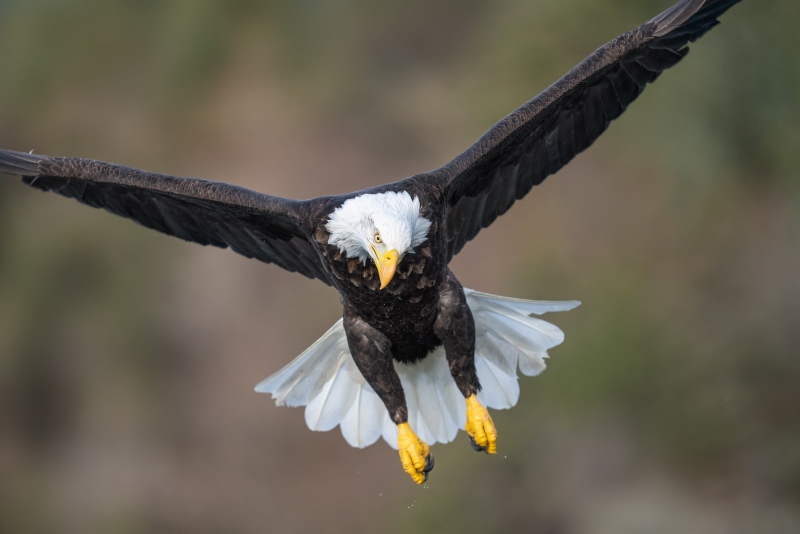 Bald-Eagle-3200-after-misssed-strike-400mm-f-2-point-8-lens_A1G4814-Kachemak-Bay-AK