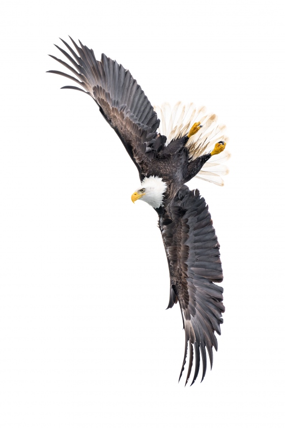 Bald-Eagle-3200-banking-vertical-ORIG-_A1G2481-Kachemak-Bay-AK