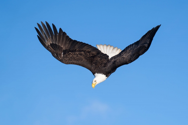 Bald-Eagle-3200-beginning-dive-_A1G2406-Kachemak-Bay-AK