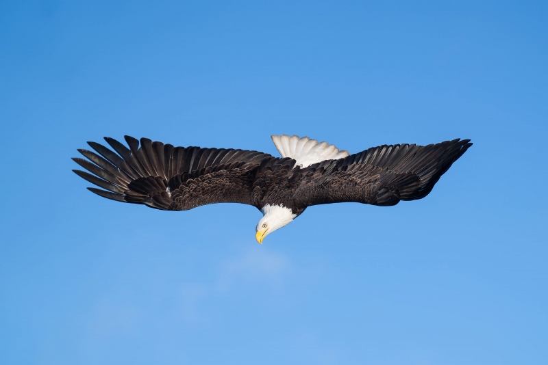 Bald-Eagle-3200-beginning-dive-_A1G2407-Katchemak-Bay-AK