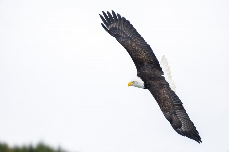 Bald-Eagle-3200-flat-flight-_A1G1863-Kachemak-Bay-AK