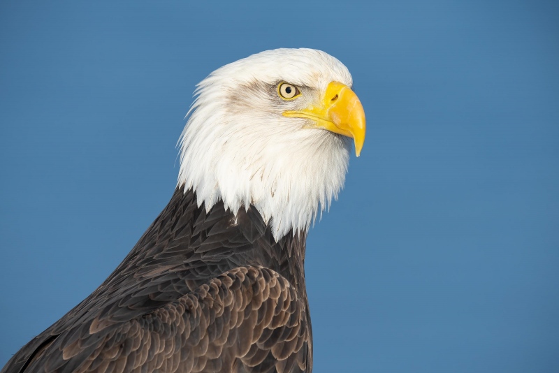 Bald-Eagle-3200-head-portrait-_A1G0136-A-Kachemak-Bay-AK