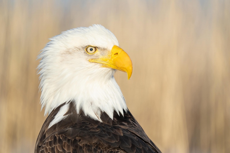 Bald-Eagle-3200-head-portrait-_A1G1713-Katchemak-Bay-AK