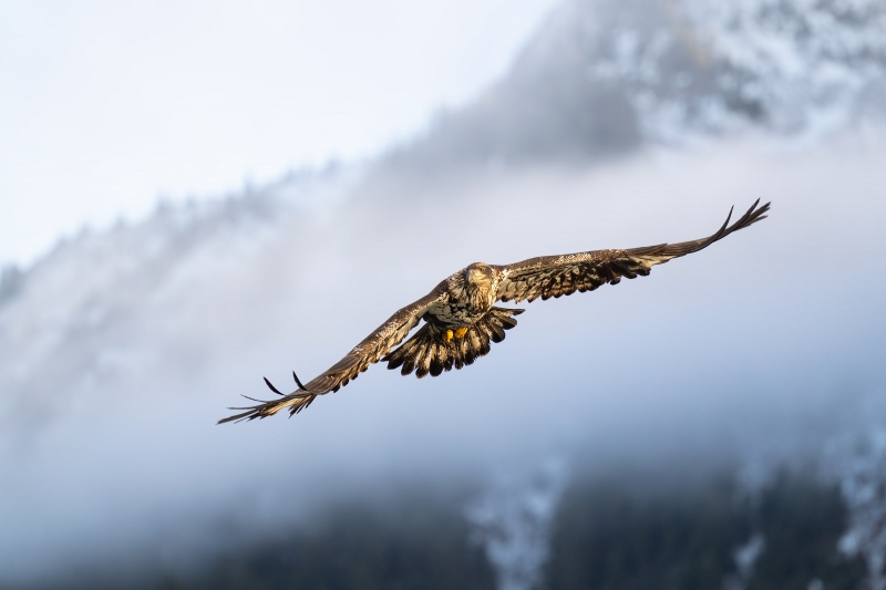 Bald-Eagle-3200-immature-in-fog-bank-_A1G2749-Kachemak-Bay-AKA