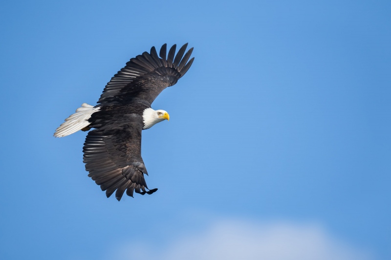 Bald-Eagle-3200-in-flight-400-2-point-8-_A1G4272-Kachemak-Bay-AK