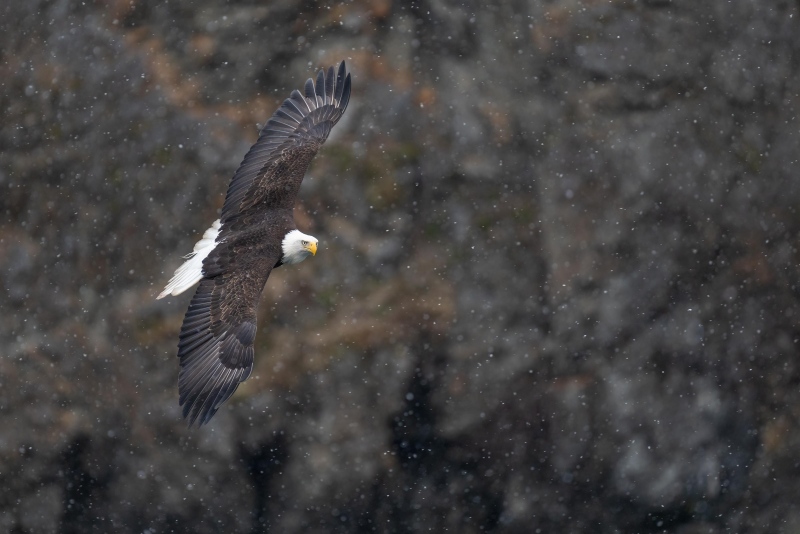 Bald-Eagle-3200-in-flight-in-snow-with-rock-wall-BKGR-_A1G2985-Kachemak-Bay-AK