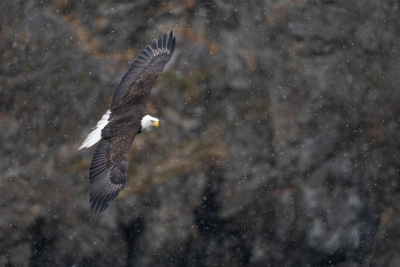 Bald-Eagle-3200-in-flight-in-snow-with-rock-wall-BKGR-_A1G2985-Kachemak-Bay-AK