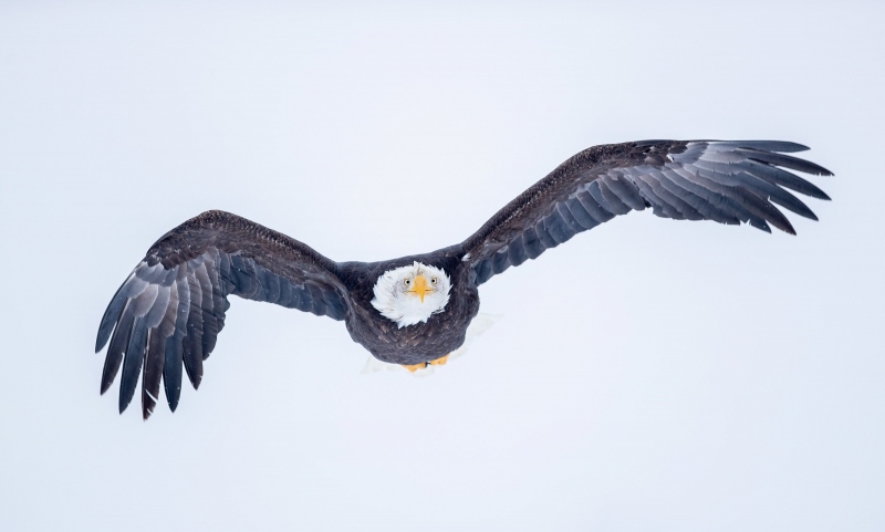 Bald-Eagle-3200-in-flight-in-your-face-_A3I8395-Kachemak-Bay-AK