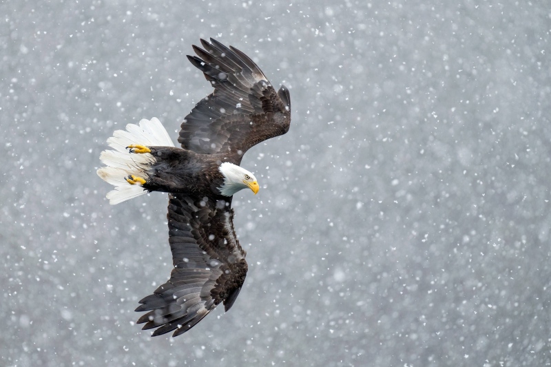 Bald-Eagle-3200-in-snow-squall-_A1G2873-Kachemak-Bay-AK-2