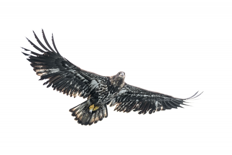 Bald-Eagle-3200-juvenile-in-fligth-_A1G2277-Kachemak-Bay-AK