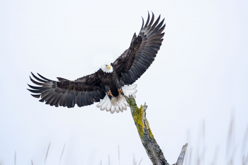 Bald-Eagle-3200-landing-VIVEZA-_A1G4201-Kachemak-Bay-AK-copy