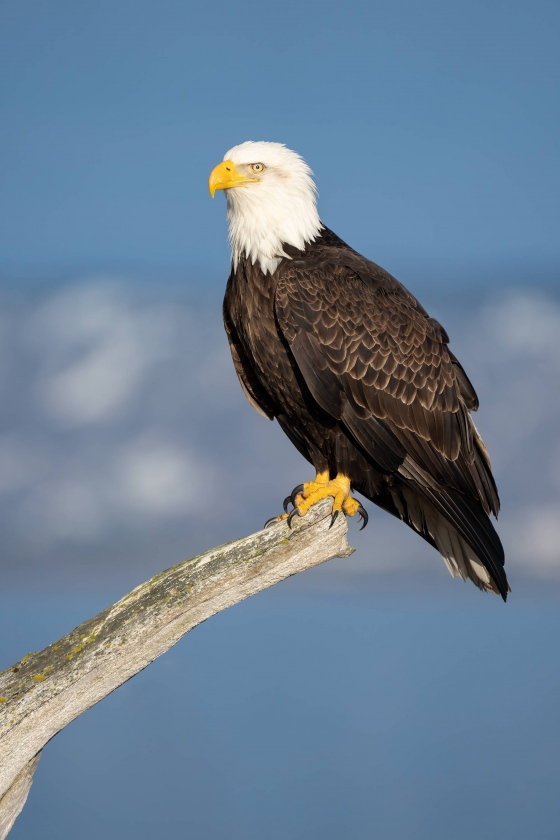 Bald-Eagle-3200-on-perch-_A1G9556-Kachemak-Bay-AK