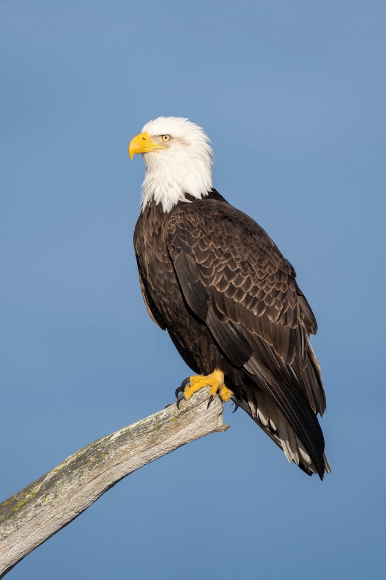 Bald-Eagle-3200-on-perch-_A1G9647-Kachemak-Bay-AK