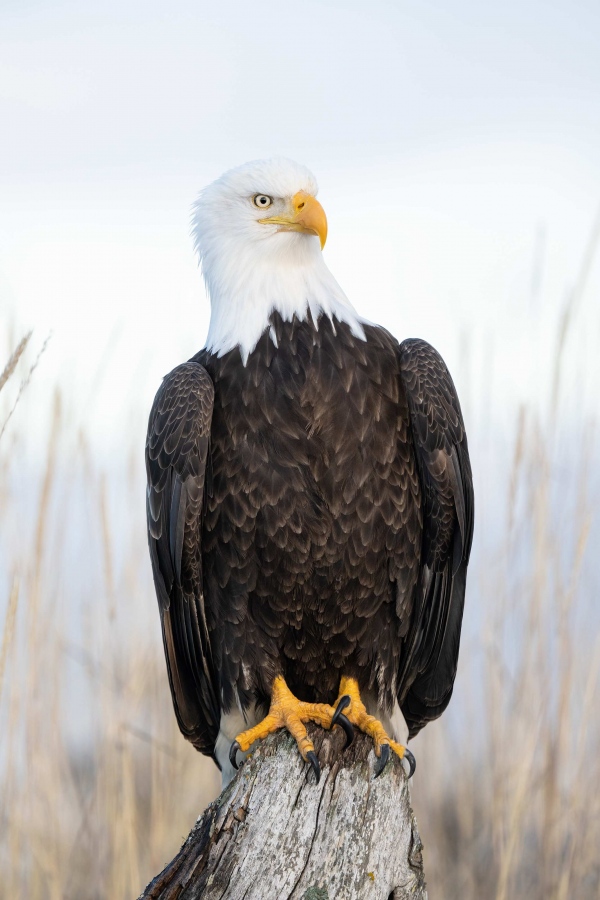 Bald-Eagle-3200-on-perch-soft-light-_A1G1563-Katchemak-Bay-AK