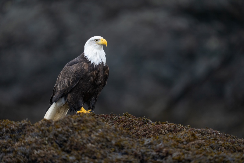 Bald-Eagle-3200-on-rock-400-f2-8-Kachemak-Bay-AK-_A118870