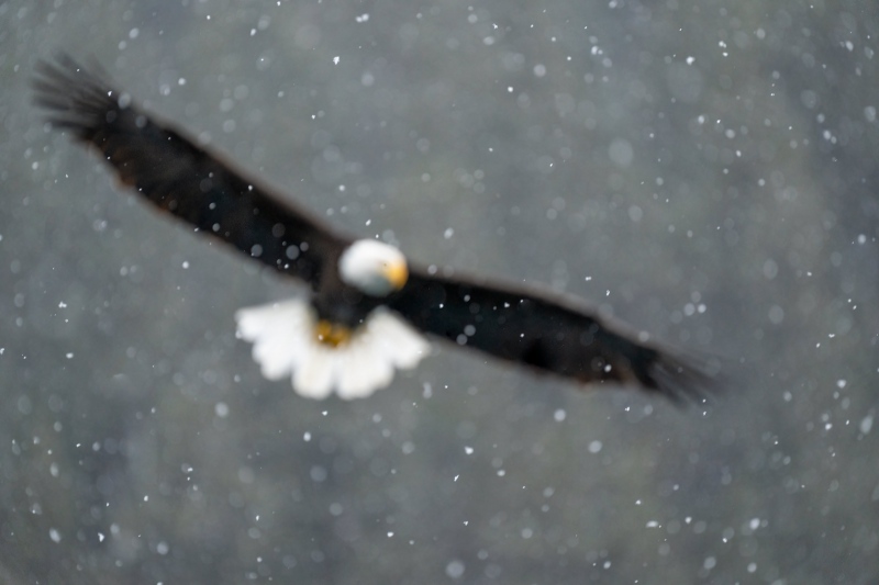 Bald-Eagle-3200-out-of-focus-in-snow-squall-_A1G2922-Kachemak-Bay-AK
