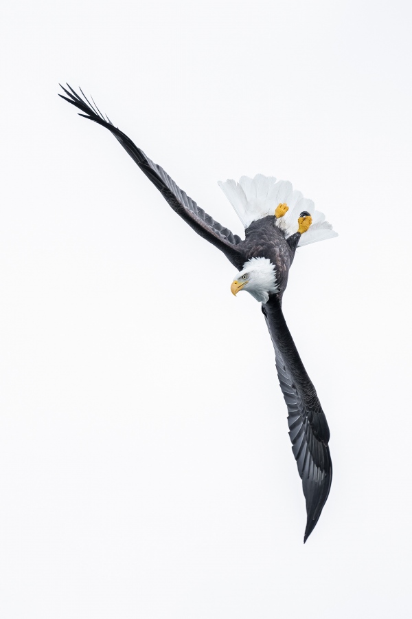 Bald-Eagle-3200-ready-to-dive-_A1G1462-Katchemak-Bay-AK