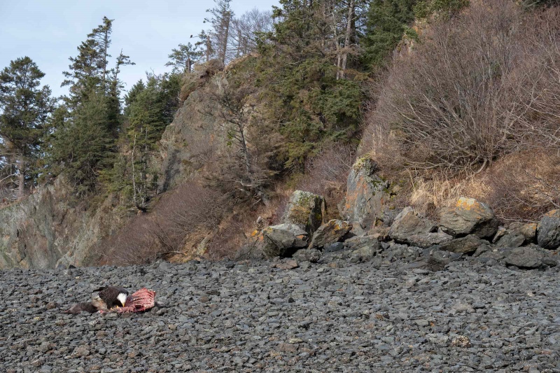 Bald-Eagle-3200-scavenging-moose-carcass-_A1G0007-Kachemak-Bay-AK