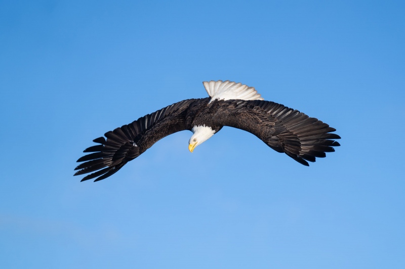 Bald-Eagle-3200-starting-dive-_A1G2408-Katchemak-Bay-AK