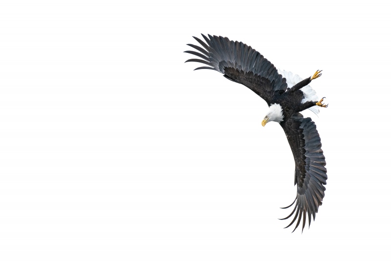 Bald-Eagle-3200-starting-dive-_A1G7555-Kachemak-Bay-AK