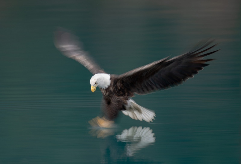 Bald-Eagle-3200-striking-blur-_A1G0675-A-Kachemak-Bay-AK-2