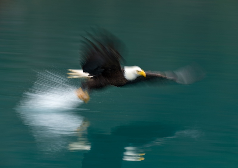 Bald-Eagle-3200-striking-blur-_A1G0890-A-Kachemak-Bay-AK-2