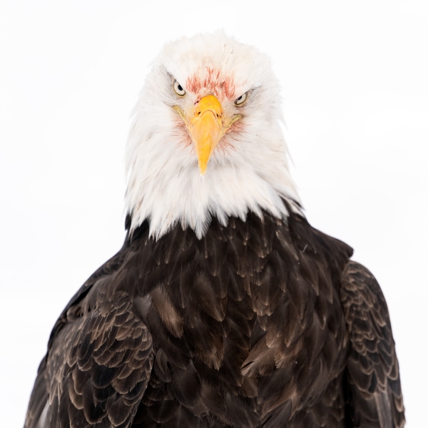 Bald-Eagle-3200-with-blood-on-fprehead-and-chin-_A9B6432-Kachemak-Bay-AK